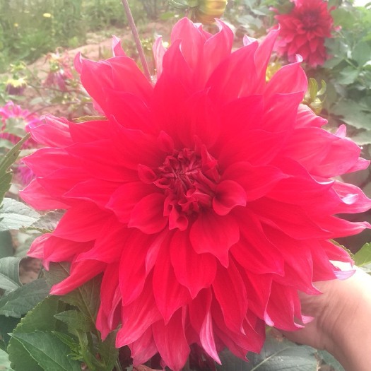 永登县大丽花苗 甘肃大丽花基地，花径25-30cm，可选色系，生产基地直供