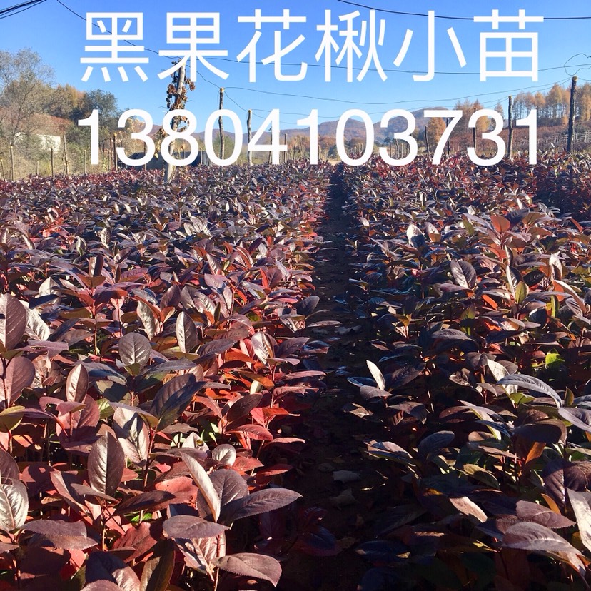 九九草莓 东北辽宁供应 不老莓 野樱莓 小苗价格优惠