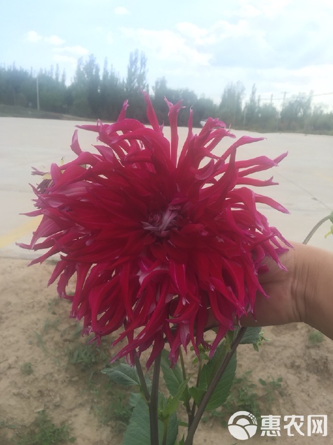 大丽花苗 甘肃大丽花基地，花径25-30cm，可选色系，生产基地直供