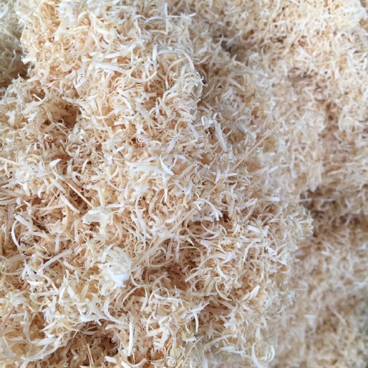 玉林 竹茹
