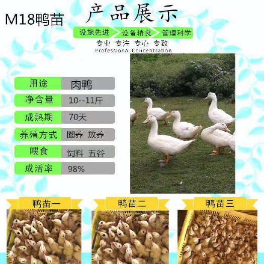 南宁一点头鸭苗 ，m18,半番鸭，假西洋，运输包活