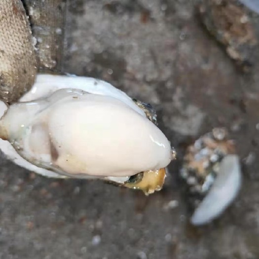 佛山珠海生蚝 珠海小蚝，一手货源