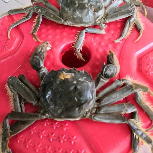  盘锦河蟹 河蟹 黑龙江发货