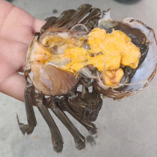东营黄河口大闸蟹 统货 2.5-3.0两