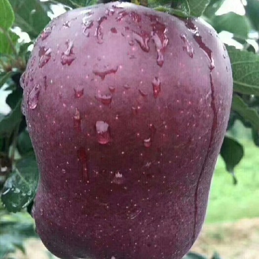 天水 甘肃天水花牛苹果