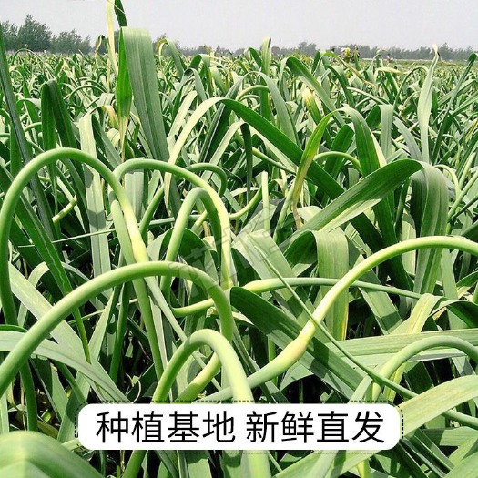 射阳县射阳蒜苔 射阳精品手拔白苔