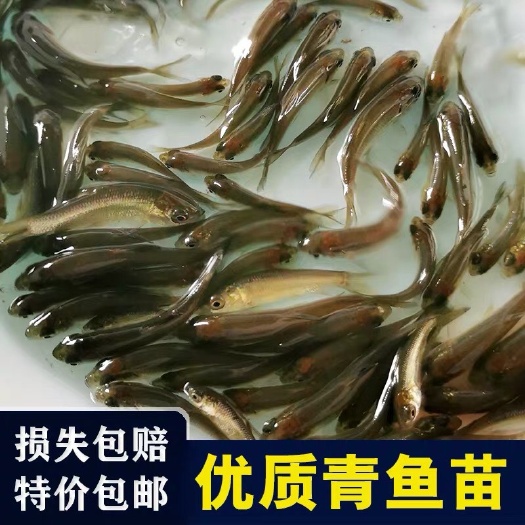  青鱼苗淡水活体螺蛳青鱼苗草鱼鲫鱼苗活鱼养殖饲料鱼四大家鱼鱼