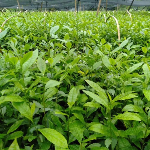 绿春县安吉白茶树苗 国际公认的云南省普洱市的新品种雪芽100号茶。