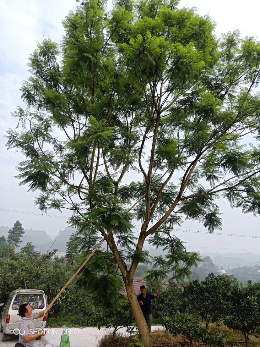 大量供應廣東藍花楹袋苗苗木批發藍花楹袋苗苗木價格藍花楹袋