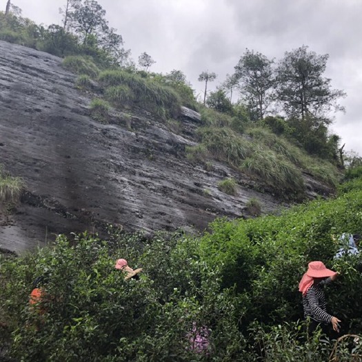 武夷山市武夷岩茶 武夷山大红袍、肉桂、水仙、老丛水仙批发价格80—900不等
