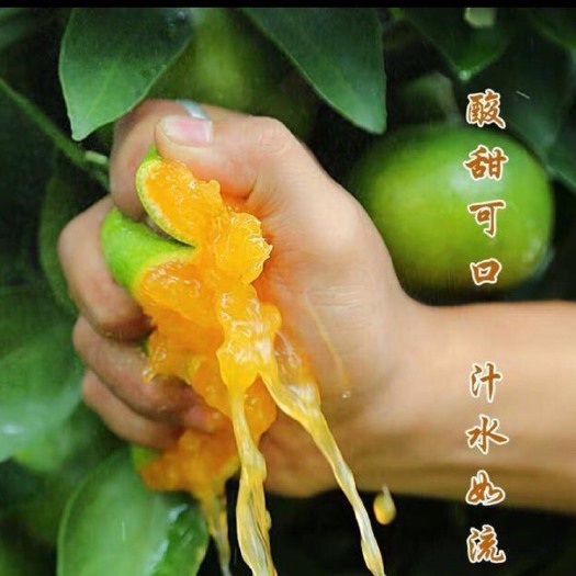 长阳县蜜桔 口感甜蜜。价格优惠，产地直销！