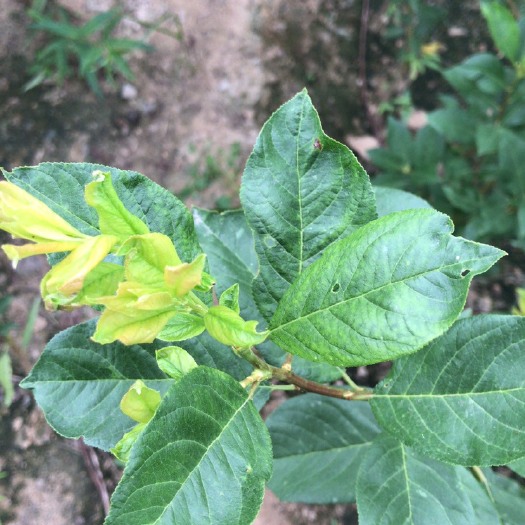 泰安蜂糖李树苗 蜂糖李子苗