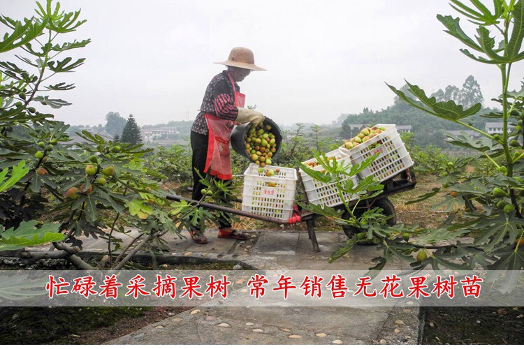  新品种无花果树苗 基地直发 保证成活率 可签合同