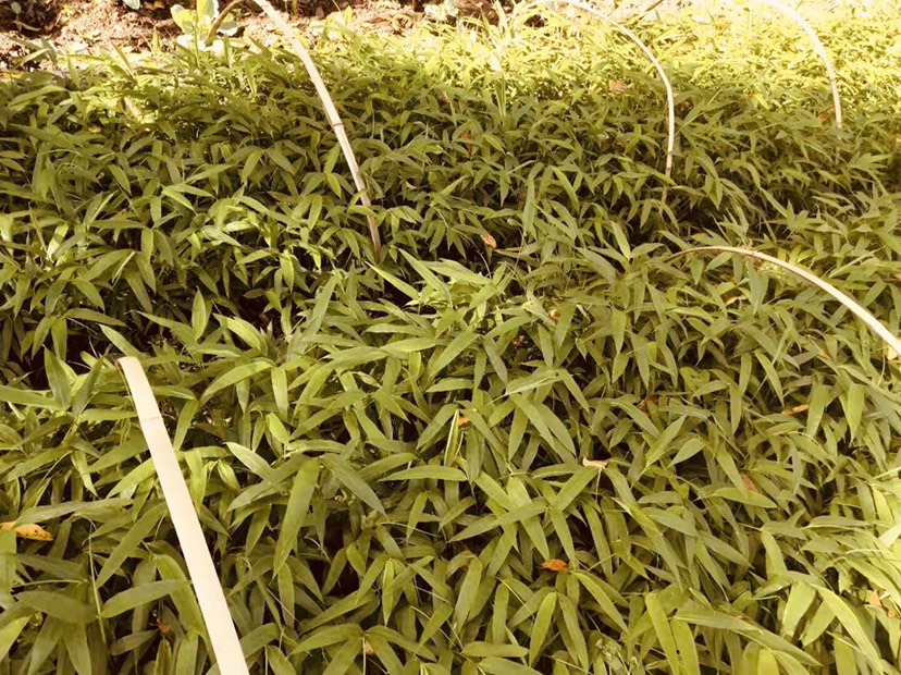 供应大厅  种子种苗  竹苗 收藏 分享