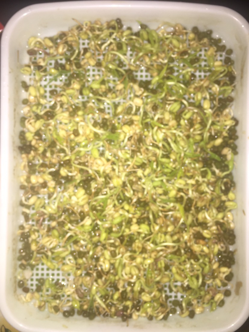 绿豆芽 5cm以下
