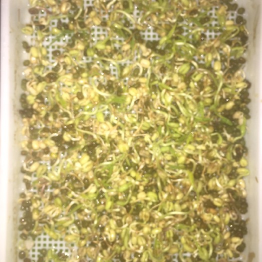 武汉绿豆芽 5cm以下