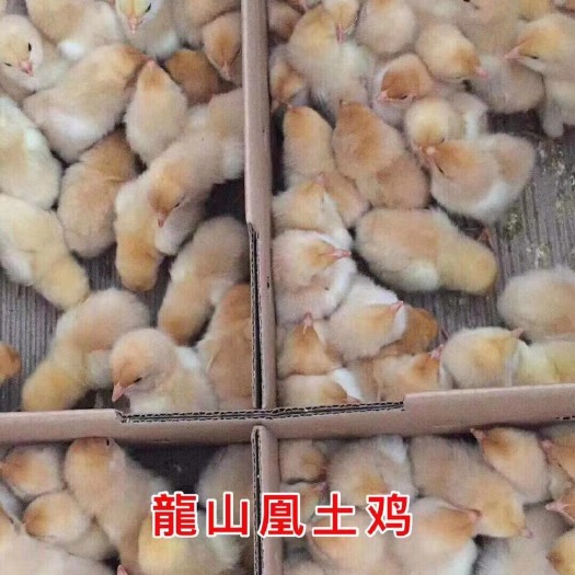 隆回县 龍山凰土鸡苗批发 提供养殖技术 土鸡苗包做疫苗包运输