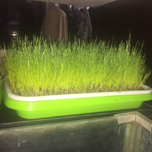 武汉黑麦草