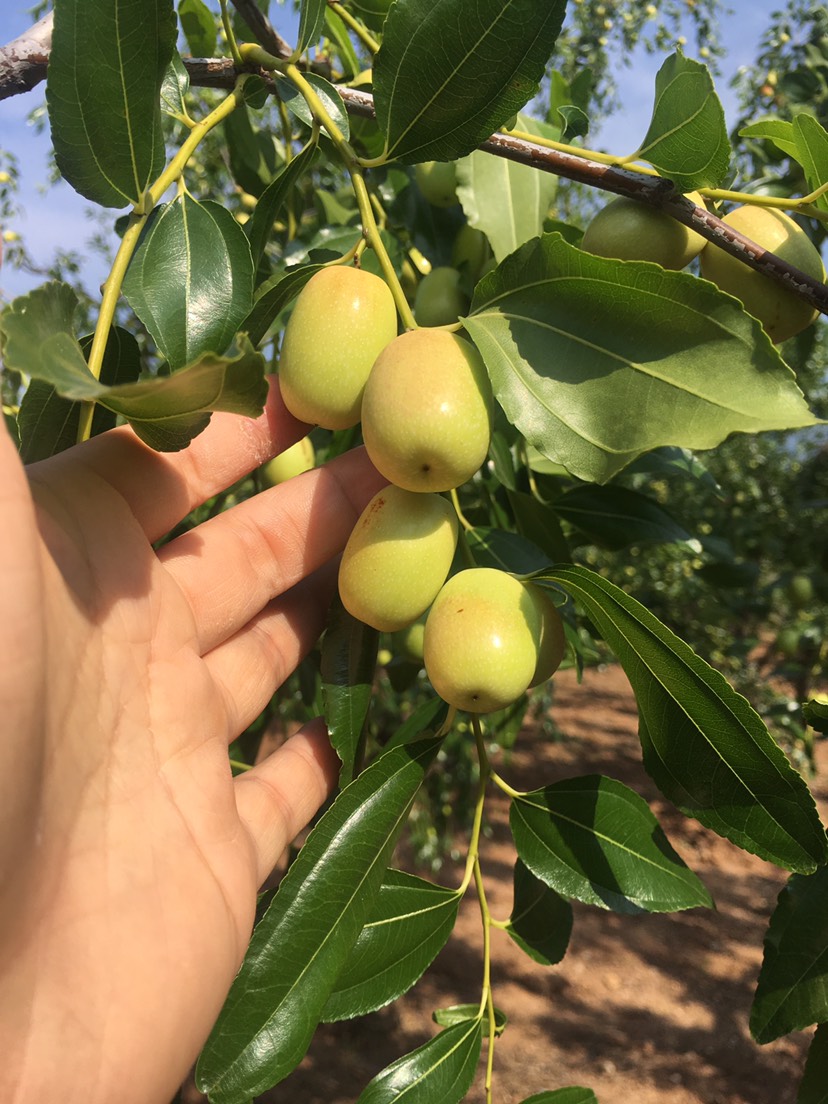 红枣  辽宁朝阳孙家湾大枣，酸甜可口！朝阳特产