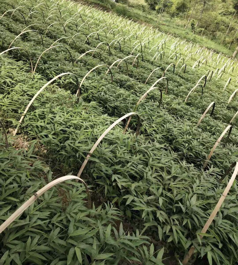 供应大厅  种子种苗  竹苗 收藏 分享