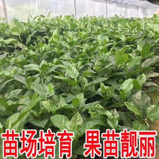 浦北县 黄金百香果苗果树嫁接苗紫香一号台农满天星南方四季可种盆栽