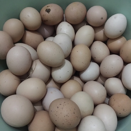 成都土鸡种蛋 食用 散装