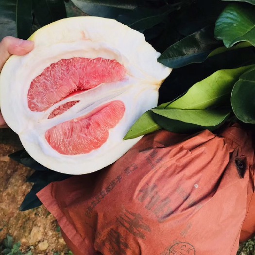 深圳 梅县红心柚