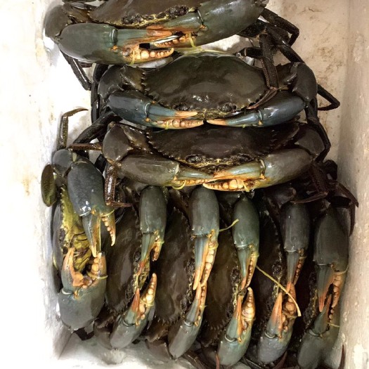 上海 东非青蟹直飞 青蟹