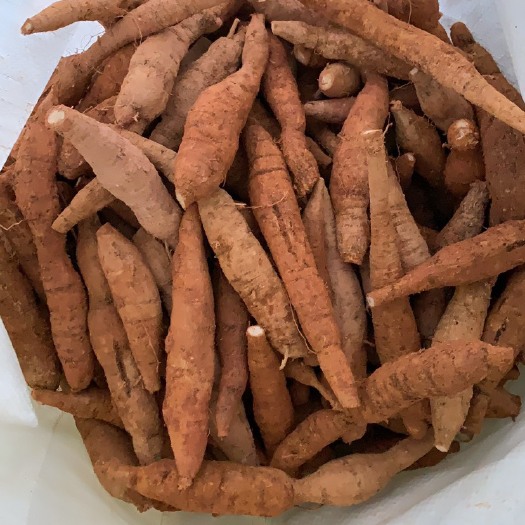 牛大力  （圆肥牛）