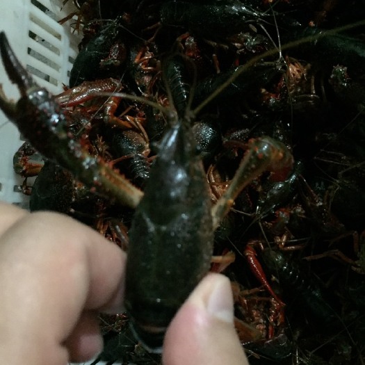 金湖县 正宗金湖小龙虾，各种规格都有，现在每天货不多，想要的提前预定