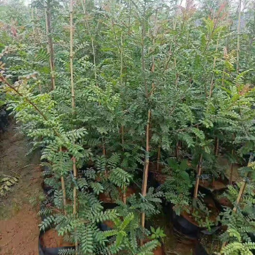 昭通青香木