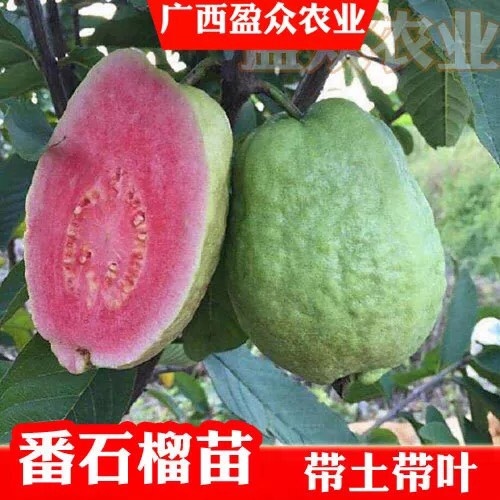 灵山县红心芭乐番石榴苗
