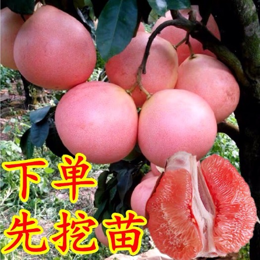 灵山县红心柚苗