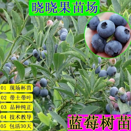 灵山县 蓝莓苗树苗南北方盆栽地栽都可以带土发货庭院阳台种植包邮