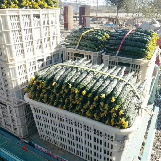 莘县密刺黄瓜 15~25cm