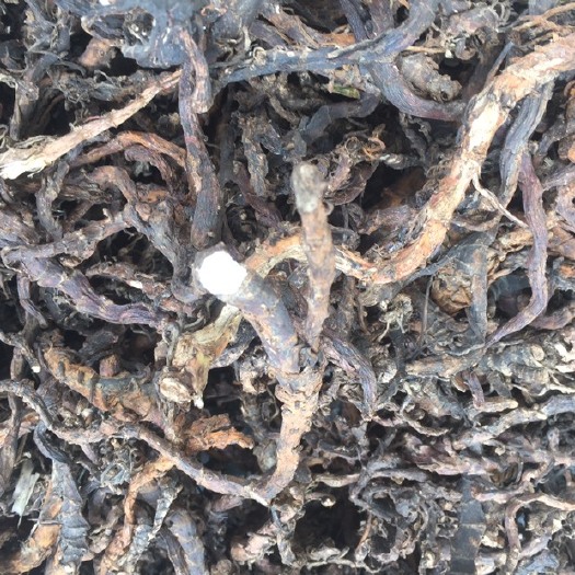 新丰县石菖蒲 中药材菖蒲