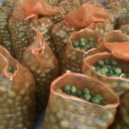 韩城市 大量出售青皮核桃