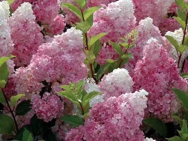 开原市 东北辽宁供应 白绣球花 大花水桠木 大苗小苗价格优惠