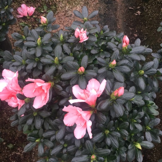漳平市 樱桃红杜鹃230杯盆栽花卉绿植苗木工程绿化