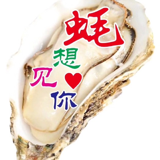 诏安县 福建生蚝 烧烤生蚝 牡蛎 网红生蚝