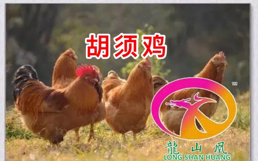 隆回县 散养胡须鸡苗批发厂家直发