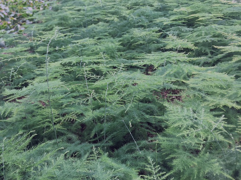  文竹苗  花苗 盆栽地栽 基地直供 包邮