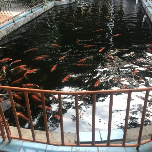 佛山 东海靓锦鲤，观赏鱼。