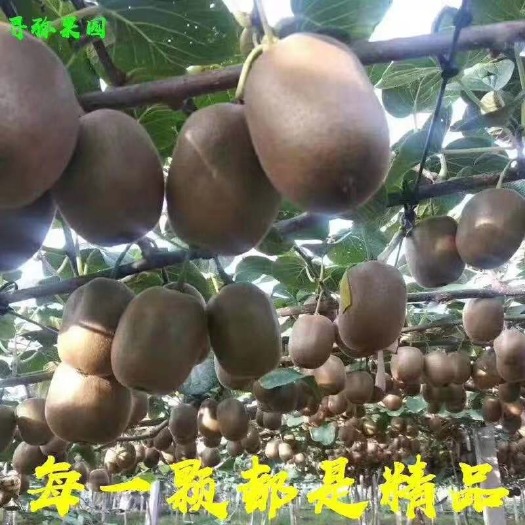 淄博 博山碧玉猕猴桃
