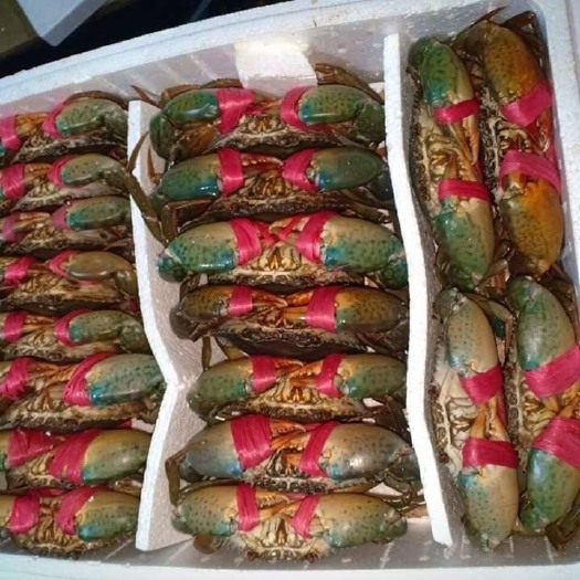 东兴市青蟹 越南肉蟹 300~400g 500~700g统货 小