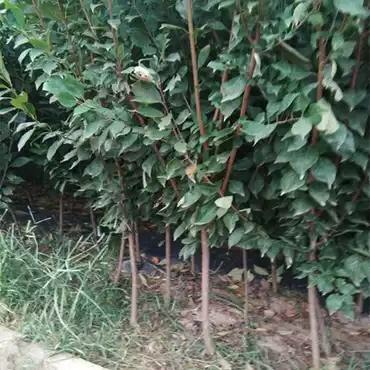 简阳市蜂糖李树苗