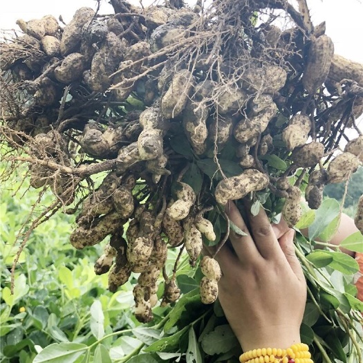 苏州 花生