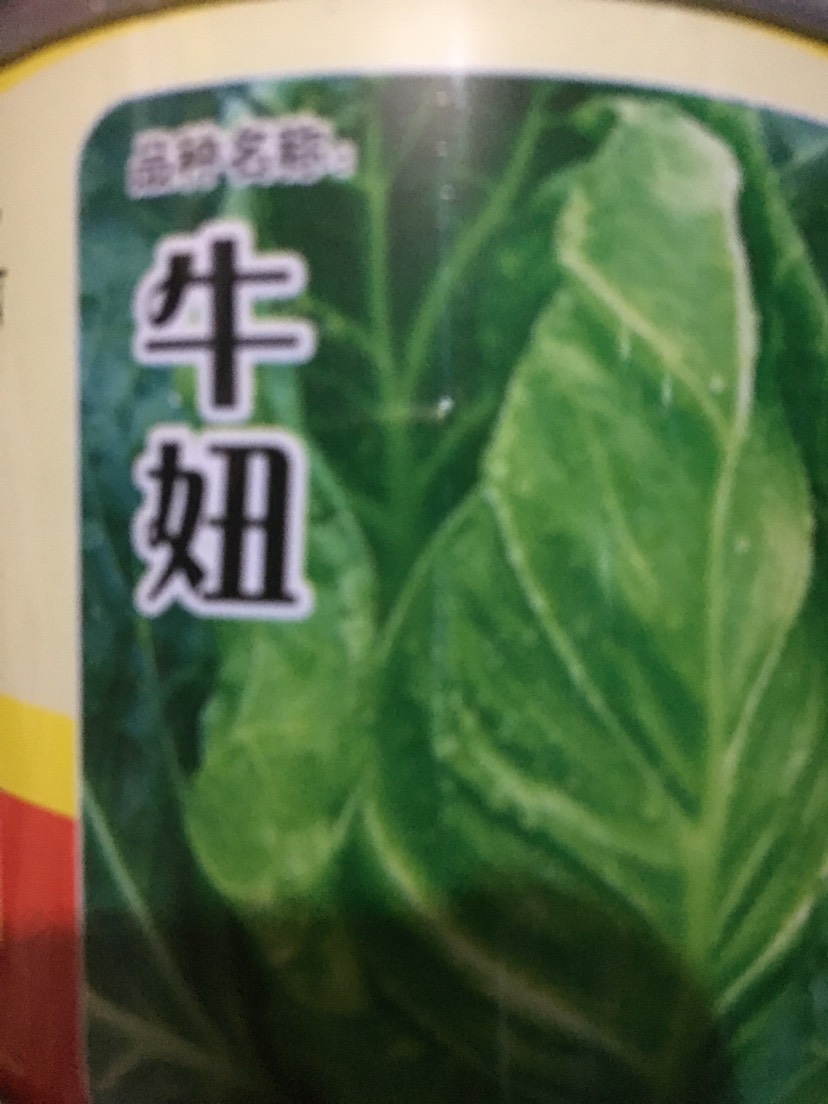 中江县绿甘蓝种子 杂交种 ≥99%