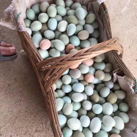 东台市绿壳蛋