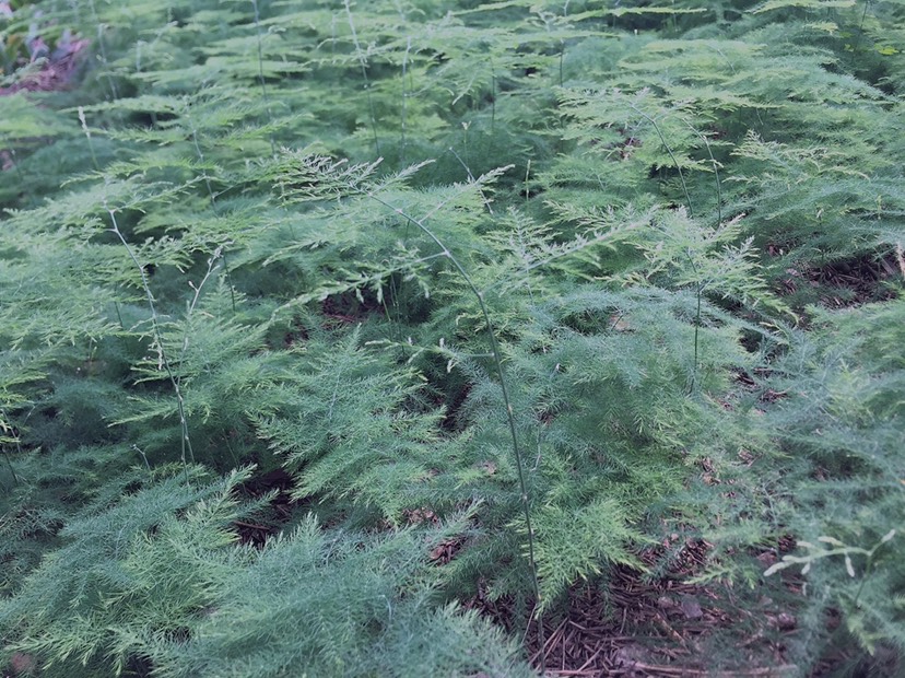  文竹苗  花苗 盆栽地栽 基地直供 包邮